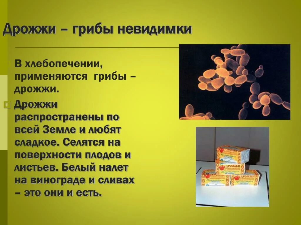 Дрожжи грибы. Дрожжи одноклеточные грибы. Дрожжи живой организм. Сообщение о дрожжах. Дрожжи живут там где