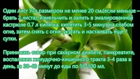 Ус настойка применение