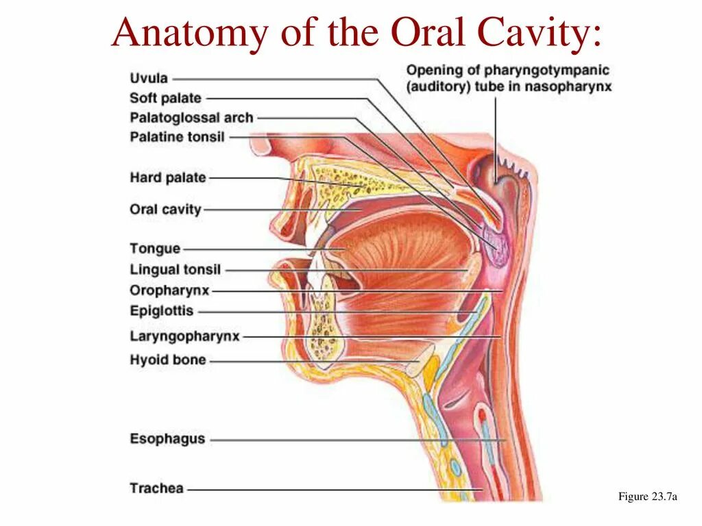 Simplified anatomy. Мозг анатомия. Мозг плакат. Spinal anatomy. Structure of the spine.