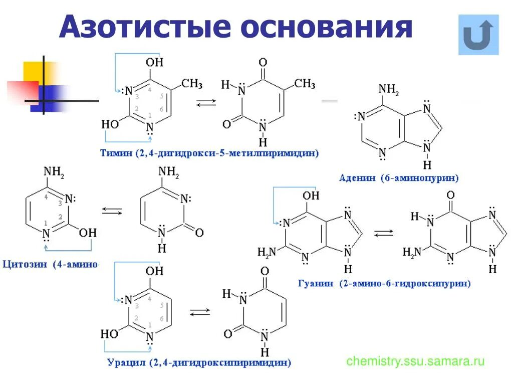 Комплементарные азотистые основания в РНК. Азотистые основания ДНК формулы. Азотистые основания ДНК И РНК таблица. Структурные формулы азотистых оснований.