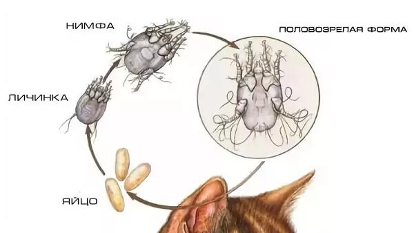 Отодектоз плотоядных цикл развития. Чесоточный клещ (отодектоз). Otodectes Cynotis цикл развития. Деменция у кошек