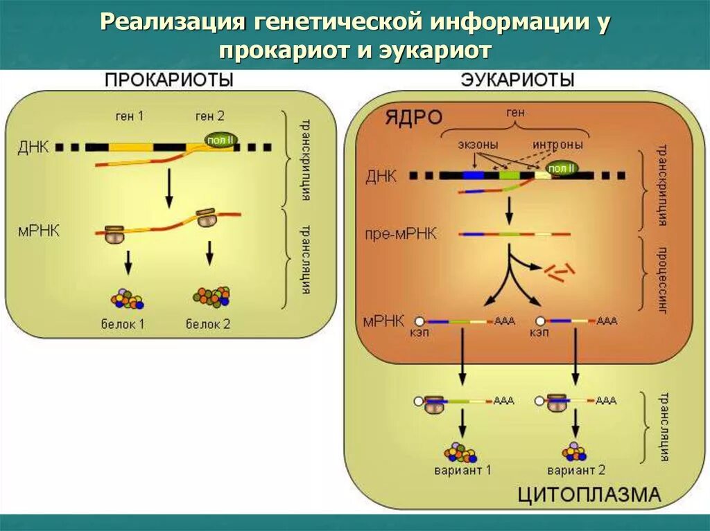 Биосинтез белка прокариот и эукариот. Схема реализации генетической информации у эукариот. синтез белка схема у эукариот. схема трансляции генетической информации у прокариот. биосинтез белка транскрипция у эукариот и прокариот.