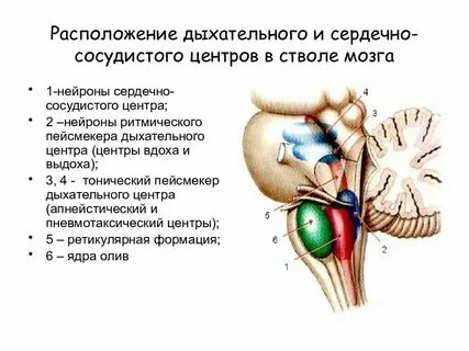 Сердечно сосудистый центр расположен в