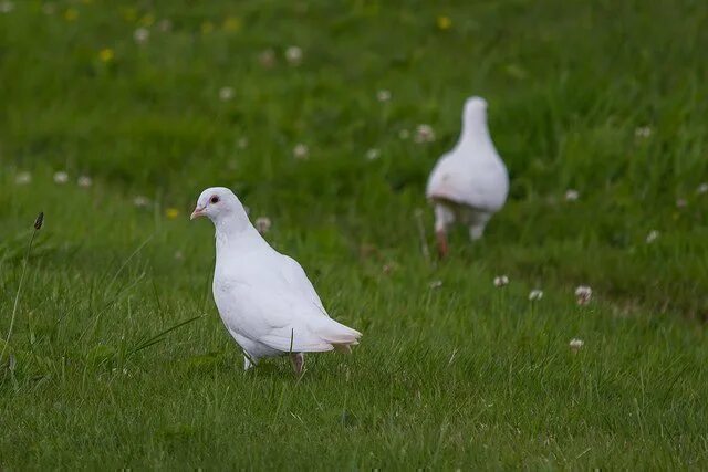 Увидеть голубя на улице примета. Белый голубь на улице. Голуби белые на траве. Белый голубь прилетел примета. Белый голубь во дворе.