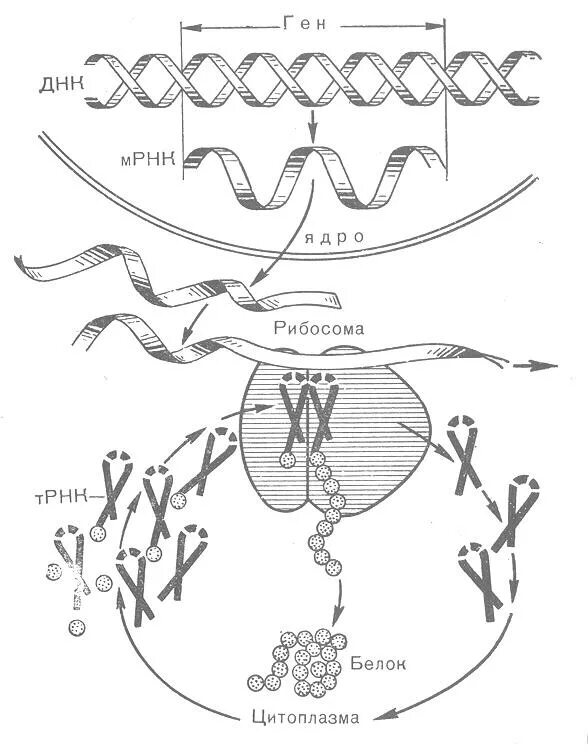 Нарушает синтез белка. Общая схема биосинтеза белка. Схема синтеза белка в рибосоме. Этапы синтеза белка схема.