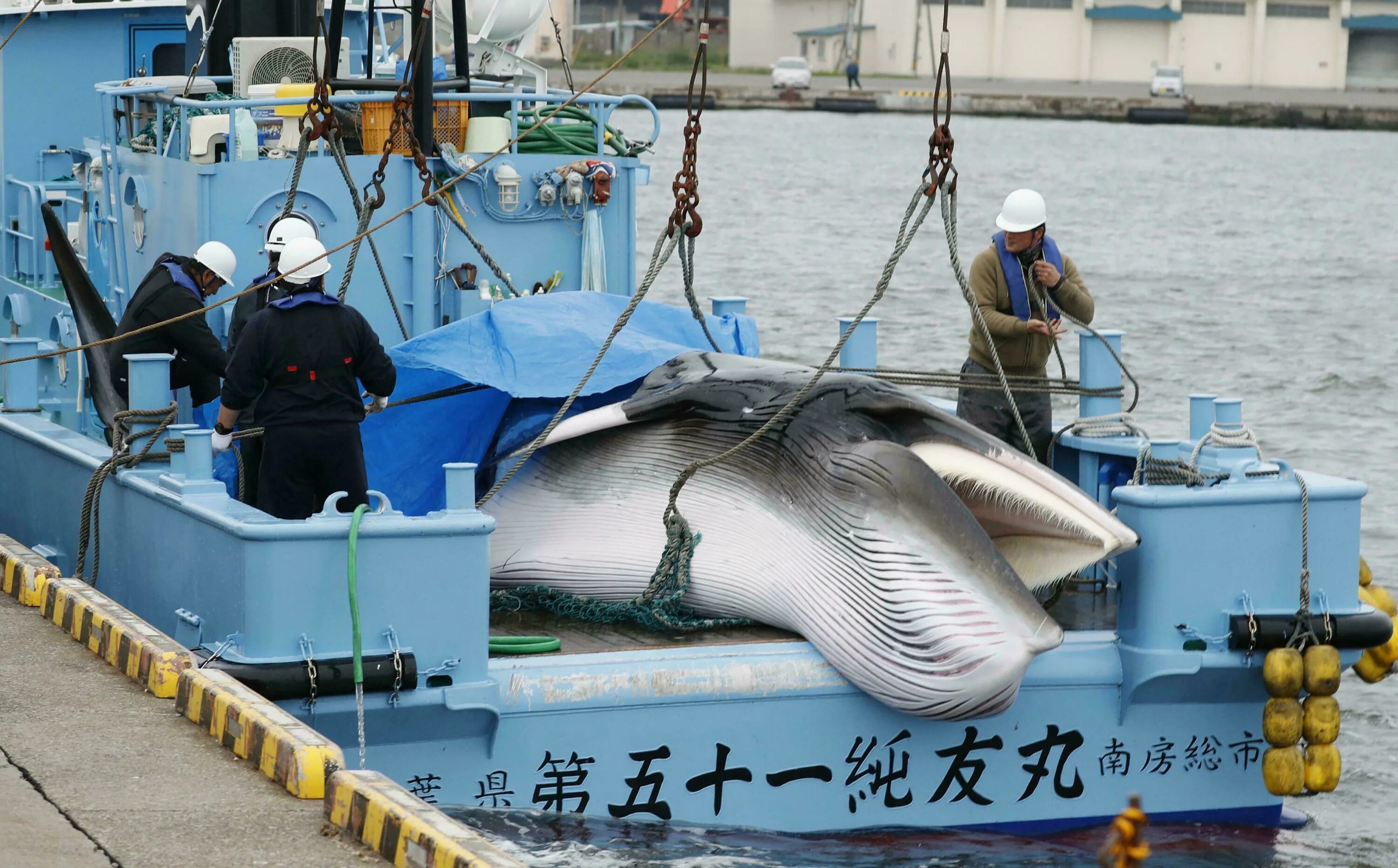 Морской промысел это. Китобойный промысел в Японии. Китобойный промысел в Норвегии. Синие киты китобойный промысел.