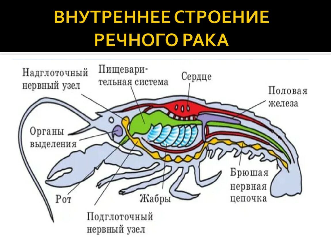 Внутреннее срорение ра ка речноггоо. Строение равногого рачка. Строение пак. Строение членистоного. Органы выделения речного рака