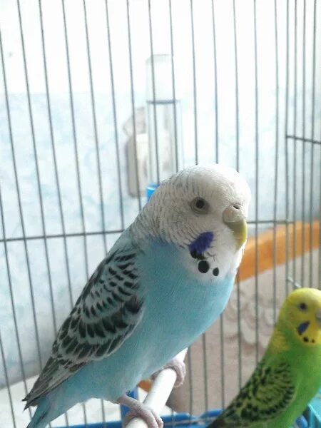 Волнистый попугай черноклювик. Имена для попугаев мальчиков волнистых. Волнистый попугай девочка. Клички для попугаев. Имя для попугайчика мальчика.