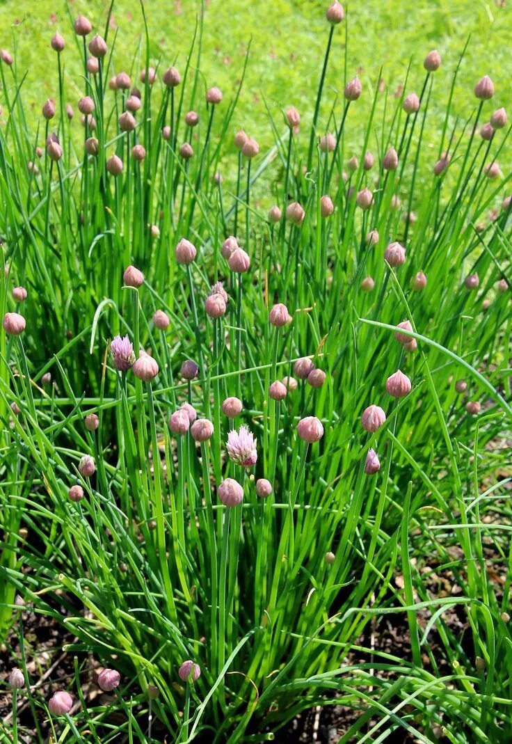 Дикий лук название. Аллиум шнитт Степной дикий. Лук скорода шнитт Луговой. Allium schoenoprasum лук скорода. Чеснок полевой (Allium rotundum l.).