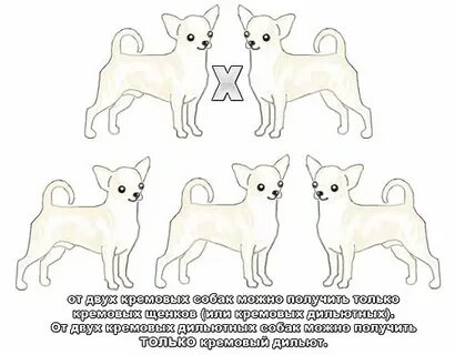 Можно ли щенкам чихуахуа