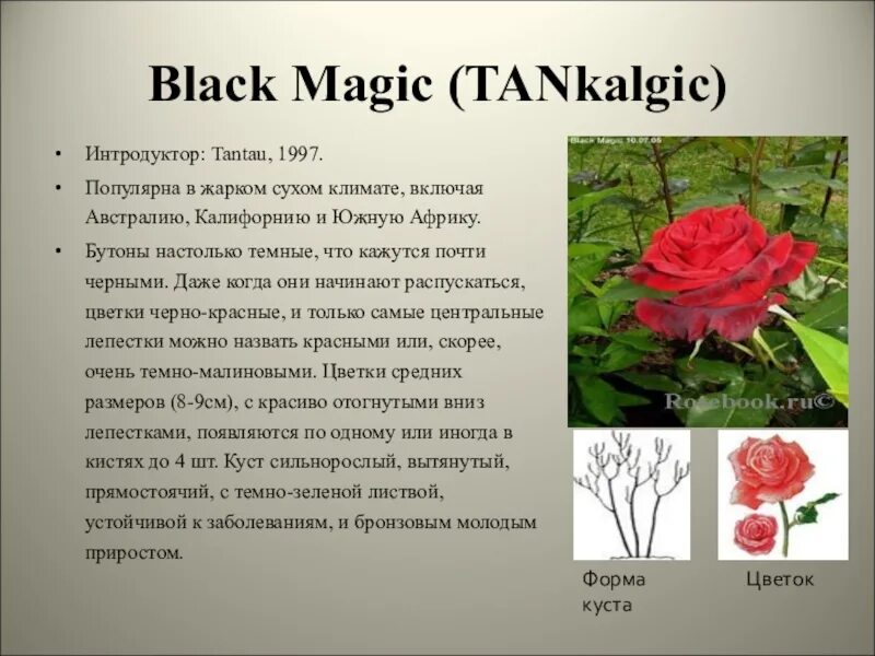 Как описать розу. Сообщение о Розе. Доклад о Розе. Сообщение о Розе 3 класс. Описание розы.