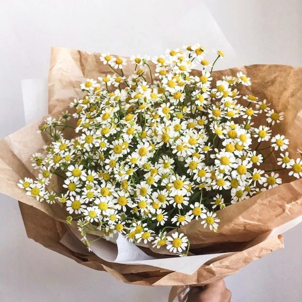 11 ромашка. Ромашка кустовая. мелкая ромашка кустовая. букет кустовых ромашек. ку товые мелкие ромашки.
