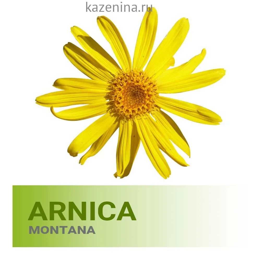 Arnica montana extract. Масло арники. Цветок арники монтана. Арника горная. Цветок арники горной.