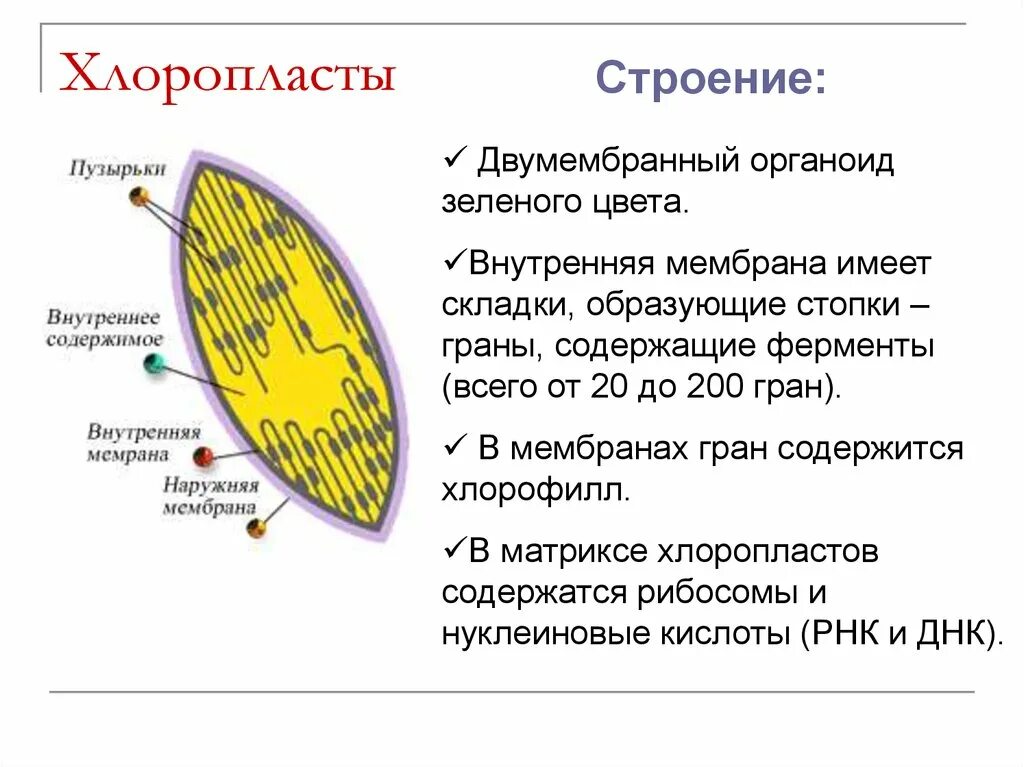 Хлоропласты имеют мембраны. Строение хлоропласта. Хлоропласты двумембранный органоид строение. Складки внутренней мембраны хлоропласта. Хлоропласты строение и функции.