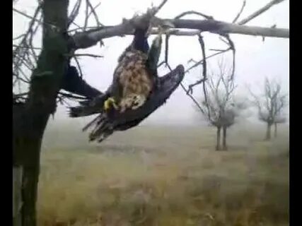Видео силке