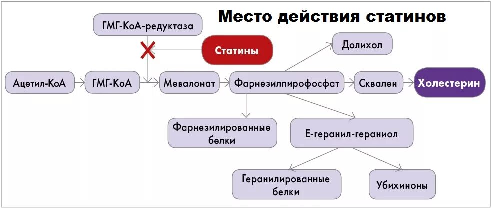 Холестерин побочные действия. Схема действия статинов. Статины принцип действия. Статин механизм действия. Статины механизм действия фармакология.