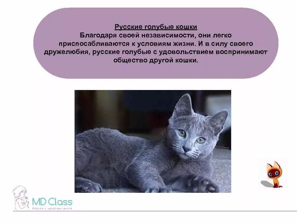 Как помочь котенку адаптироваться