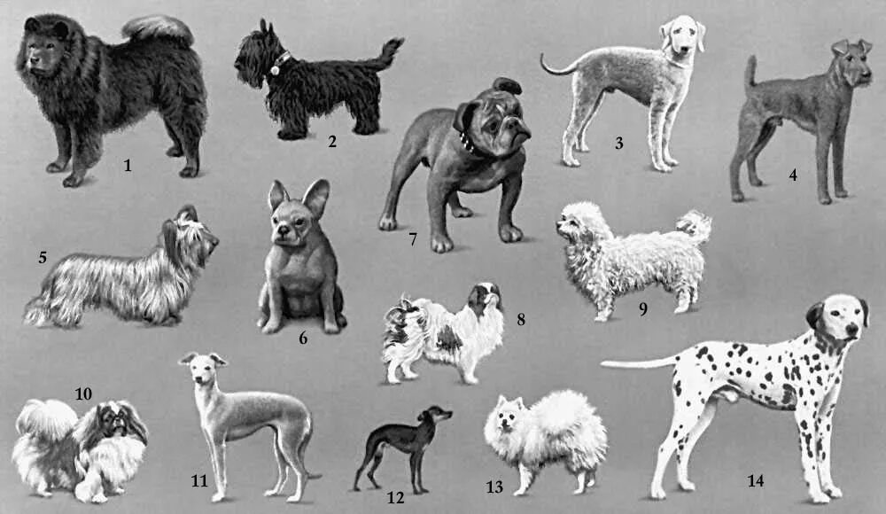 Разнообразие пород собак. Название собак. Породы собак названия. Породы собак с фотографиями и названиями.