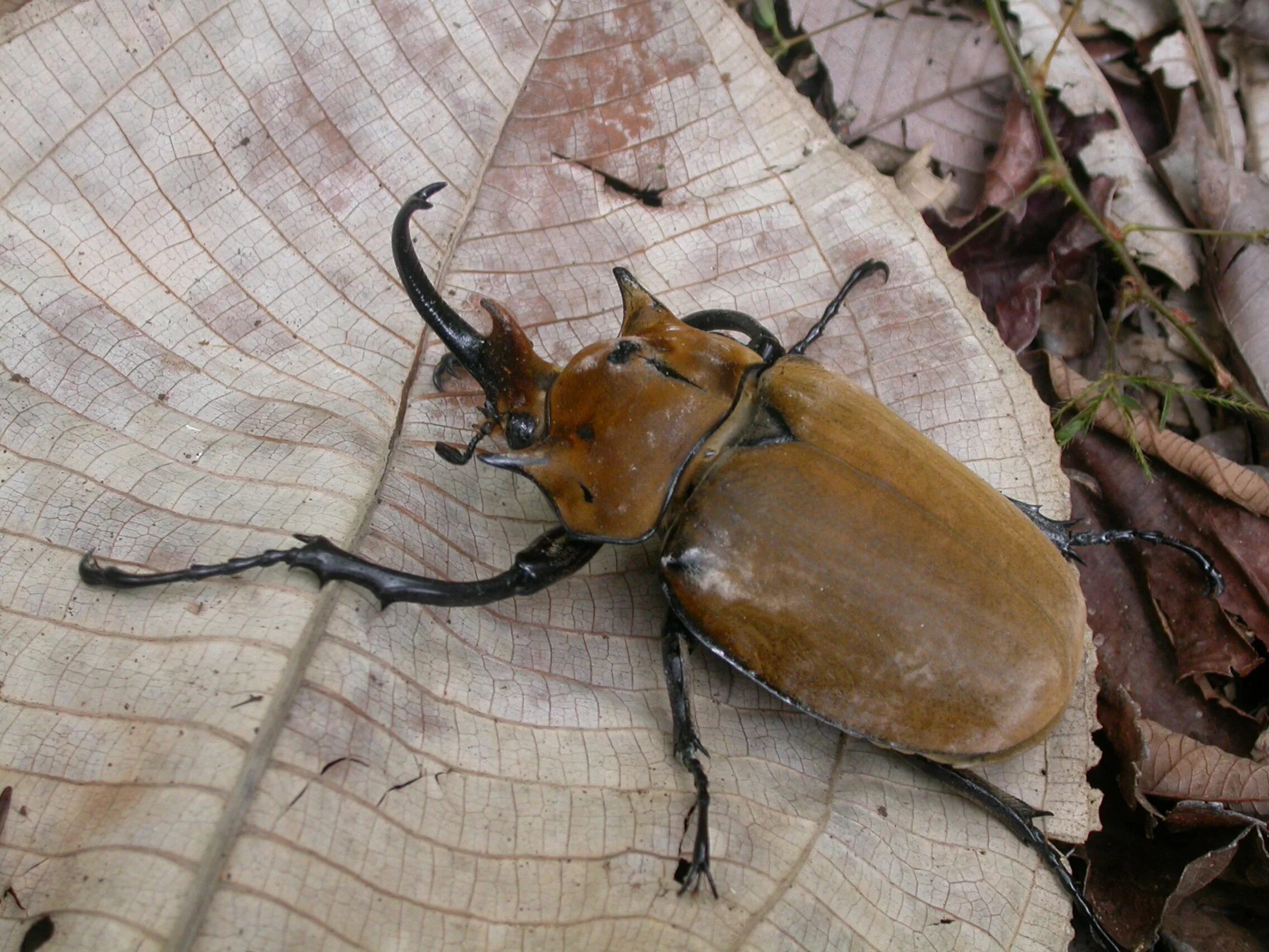 Жук Мегасома. Цветочный Жук Mecynorrhina torquata. Жуки в природе. Лесные жуки.