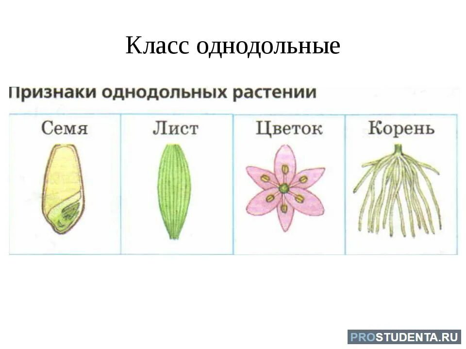 3 признака класса однодольные. Семейства цветковых растений Однодольные. Однодольные растения это в биологии. Строение цветков однодольных и двудольных растений. Однодольные 2) двудольные.