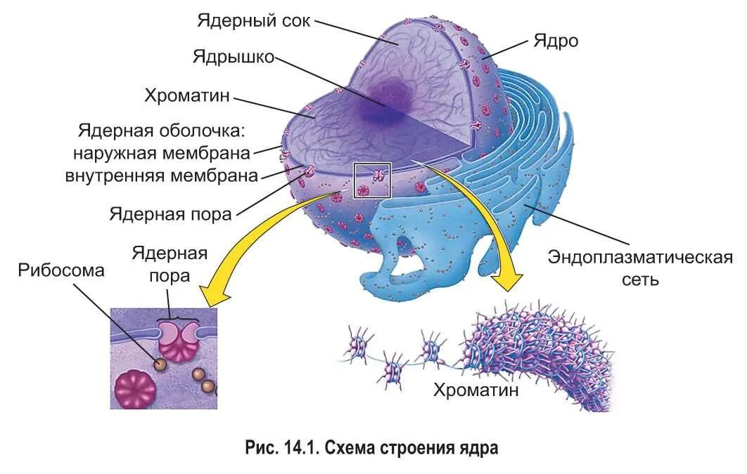 Профиль аду бай биология. Строение ядра клетки. Схема строения ядра клетки. Строение мембраны ядра. Оболочка ядра клетки.