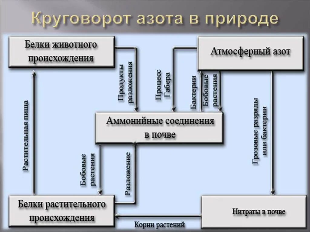 Написать круговорот азота в природе. Азот в природе круговорот азота. Схема круговорота азота в природе химия 9 класс. Круговорот атмосферного азота. Схема круговорот азота в природе 9.