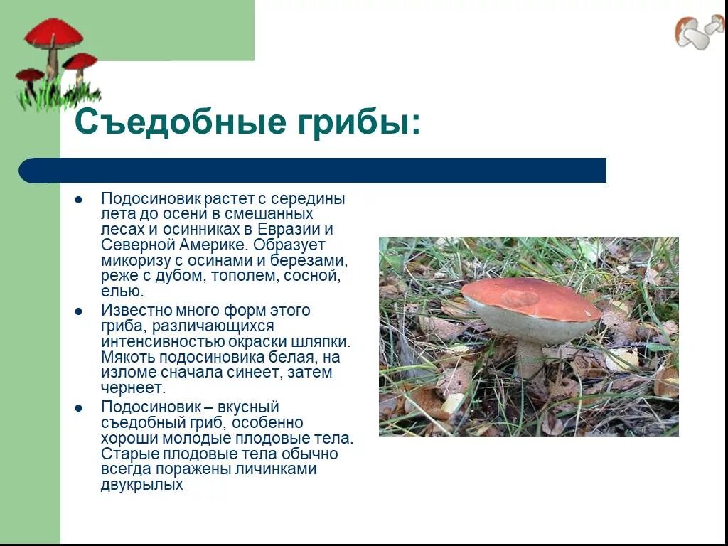 Сообщение о грибах 7 класс по биологии. Среда обитания гриба подосиновика. сообщение о съедобных грибах. съедобные грибы доклад. съедобные грибы презентация 5 класс.