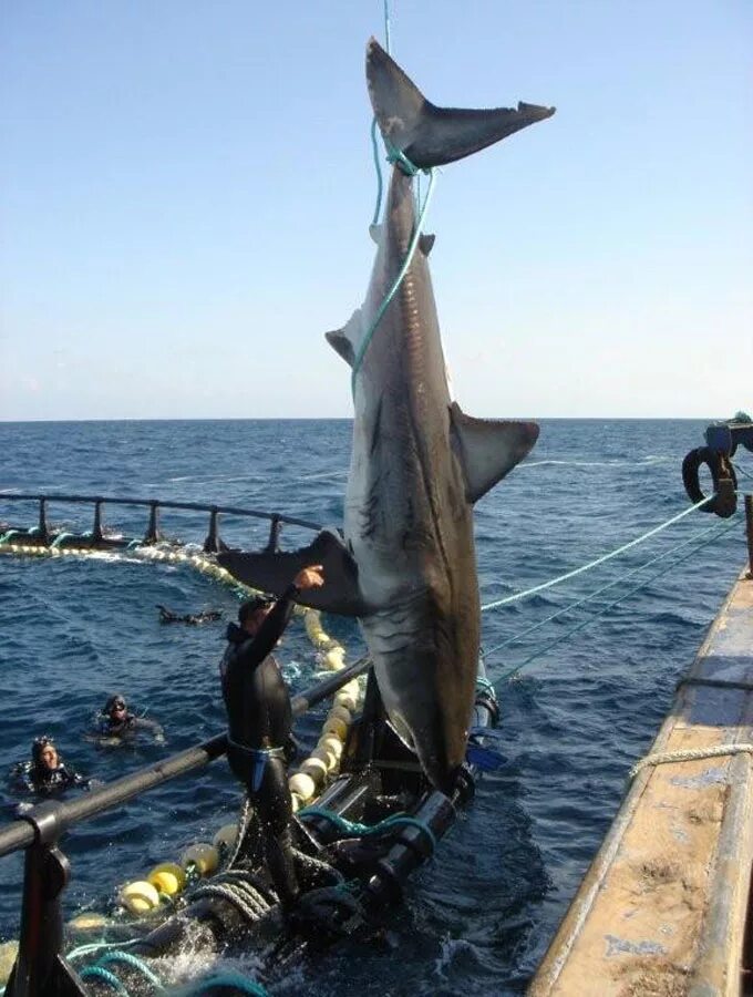 Нападение акул в турции. Черноморская акула Катран. Акулы Средиземного моря опасные. Средиземное море Анталия акулы. Акулы Средиземного моря Турция Анталия.