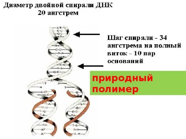 Днк за 20. Диаметр двойной спирали ДНК. Диаметр спирали ДНК. Диаметр спирали ДНК 20а. Характеристика двойной спирали ДНК.