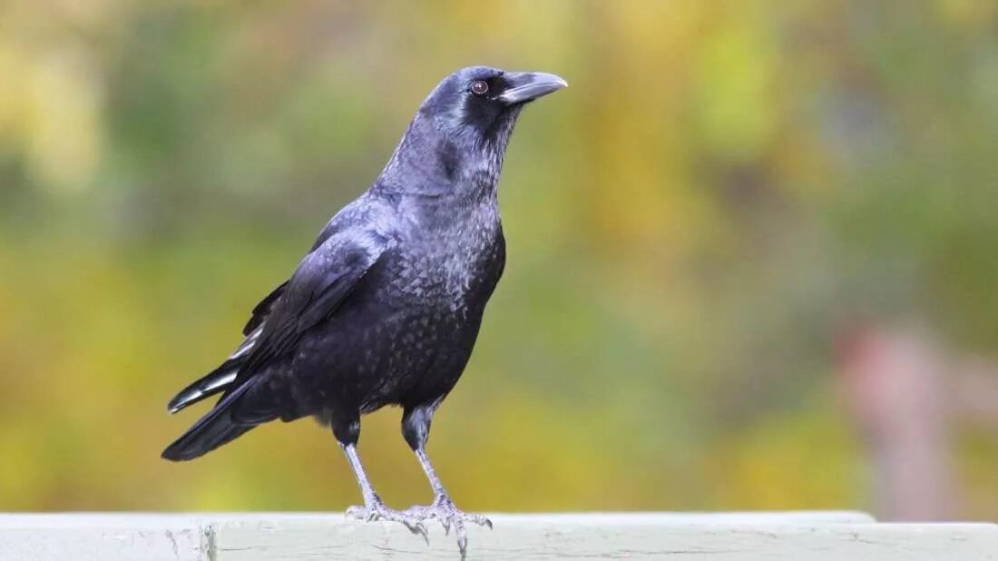Crow get. Умная ворона. вороны сток. &quot;jak crow&quot;. crow conoce a crow.
