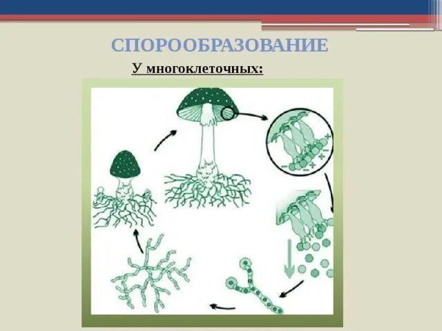 Споруляция рисунок. Спорообразование у многоклеточных. Бесполое спорообразование грибов. Спорообразование схема размножения. Спорообразование и вегетативное размножение