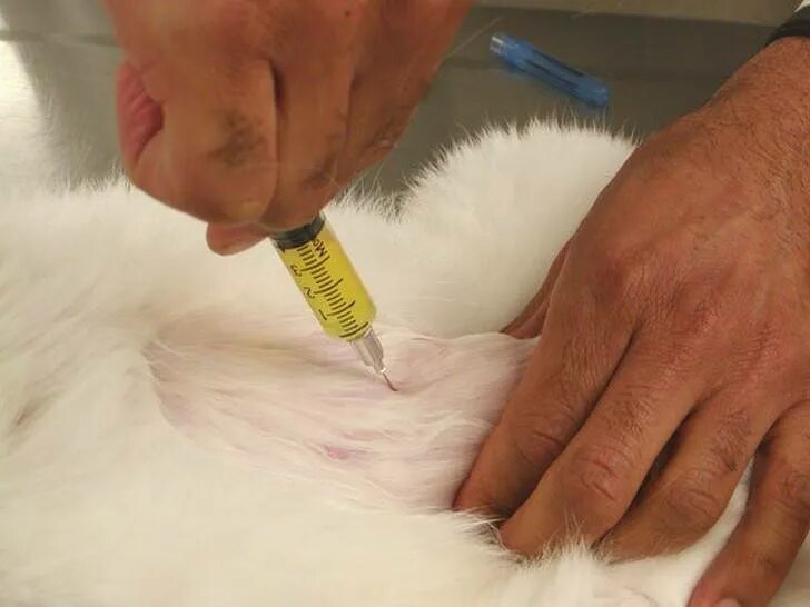 Кошка моча. Катетеризация мочевого пузыря у собак. Цистоцентез Ветеринария.