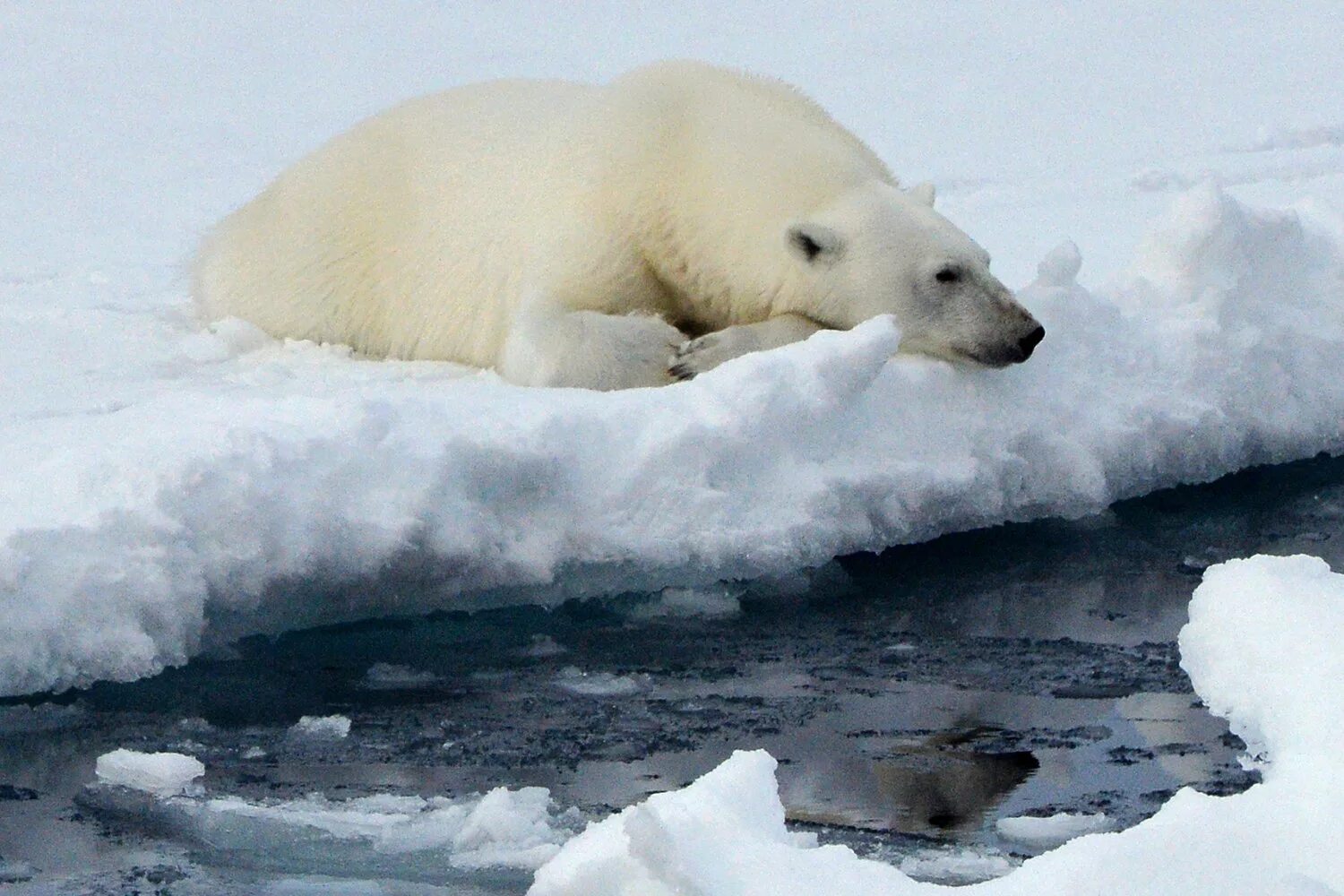 Ледовитый океан с медведем. Северный Ледовитый океан медведи. Белый медведь (Карско-Баренцевоморская популяция). Карское море белый медведь.