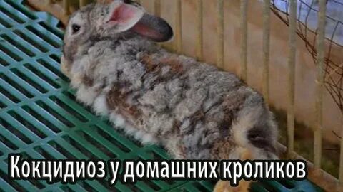 Заболели кролики