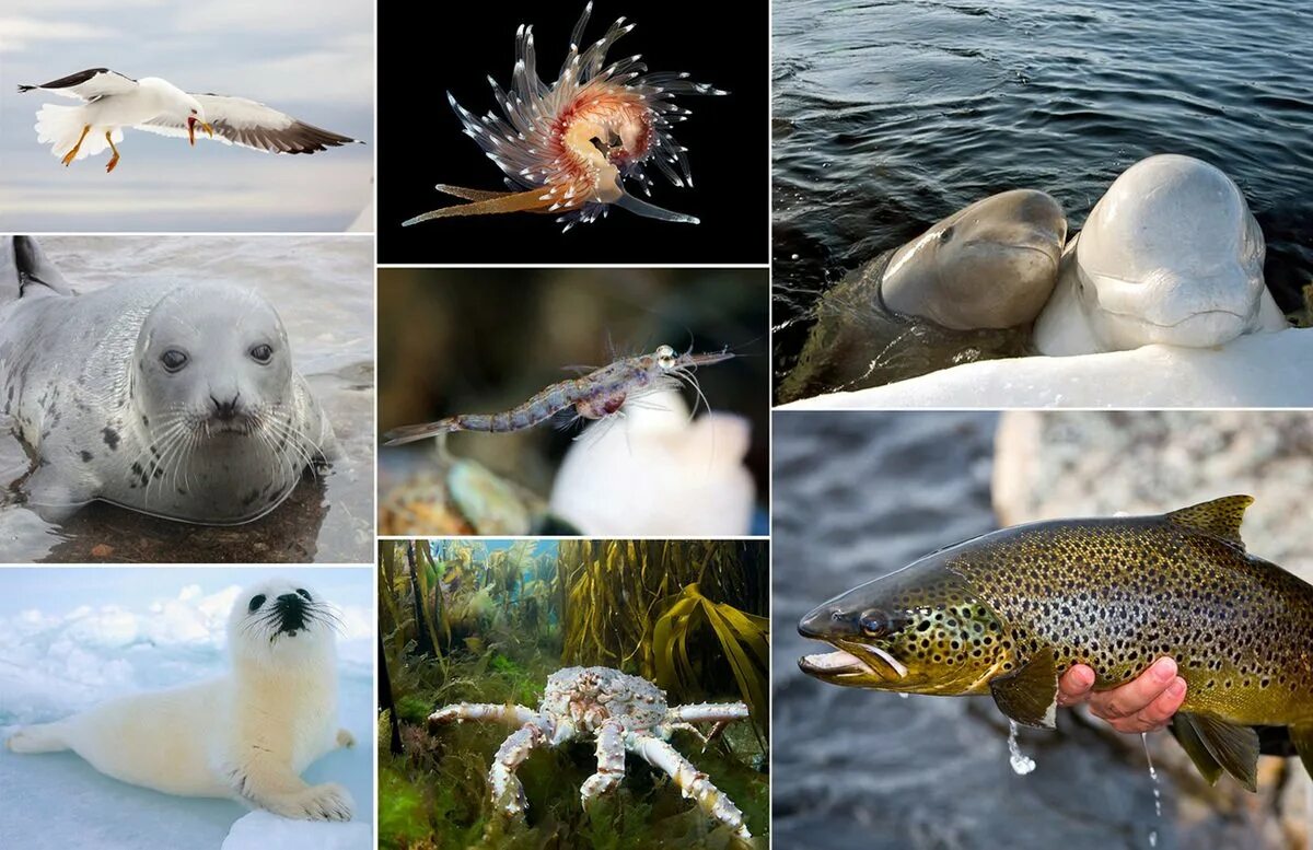 У животных много своей непонятной. Обитатели Баренцева моря. Северный Ледовитый океан животный мир. Морские млекопитающие Баренцева моря.
