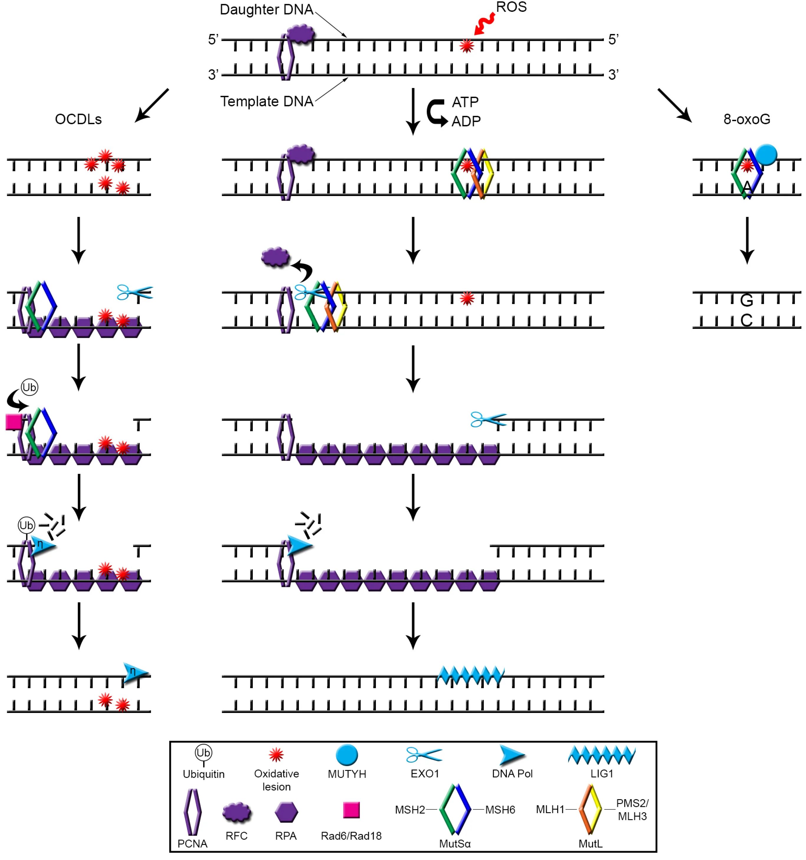 Мисмэтч репарация ДНК. DNA mismatch Repair. Lesions of DNA. Мисматч генетика.