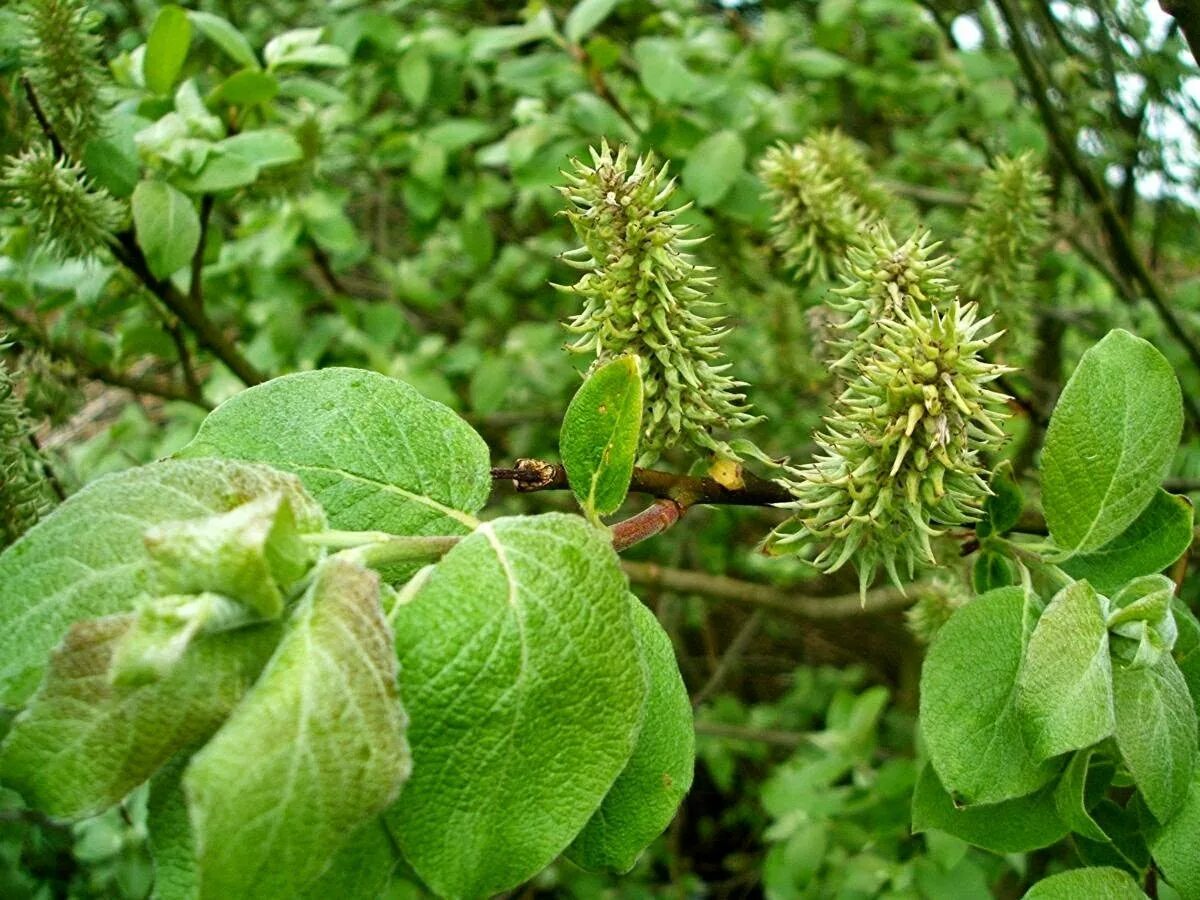 Ива козья фото. Ива бредина (salix caprea). ива козья salix caprea. ива козья бредина. ива козья (бредина) – salix caprea.