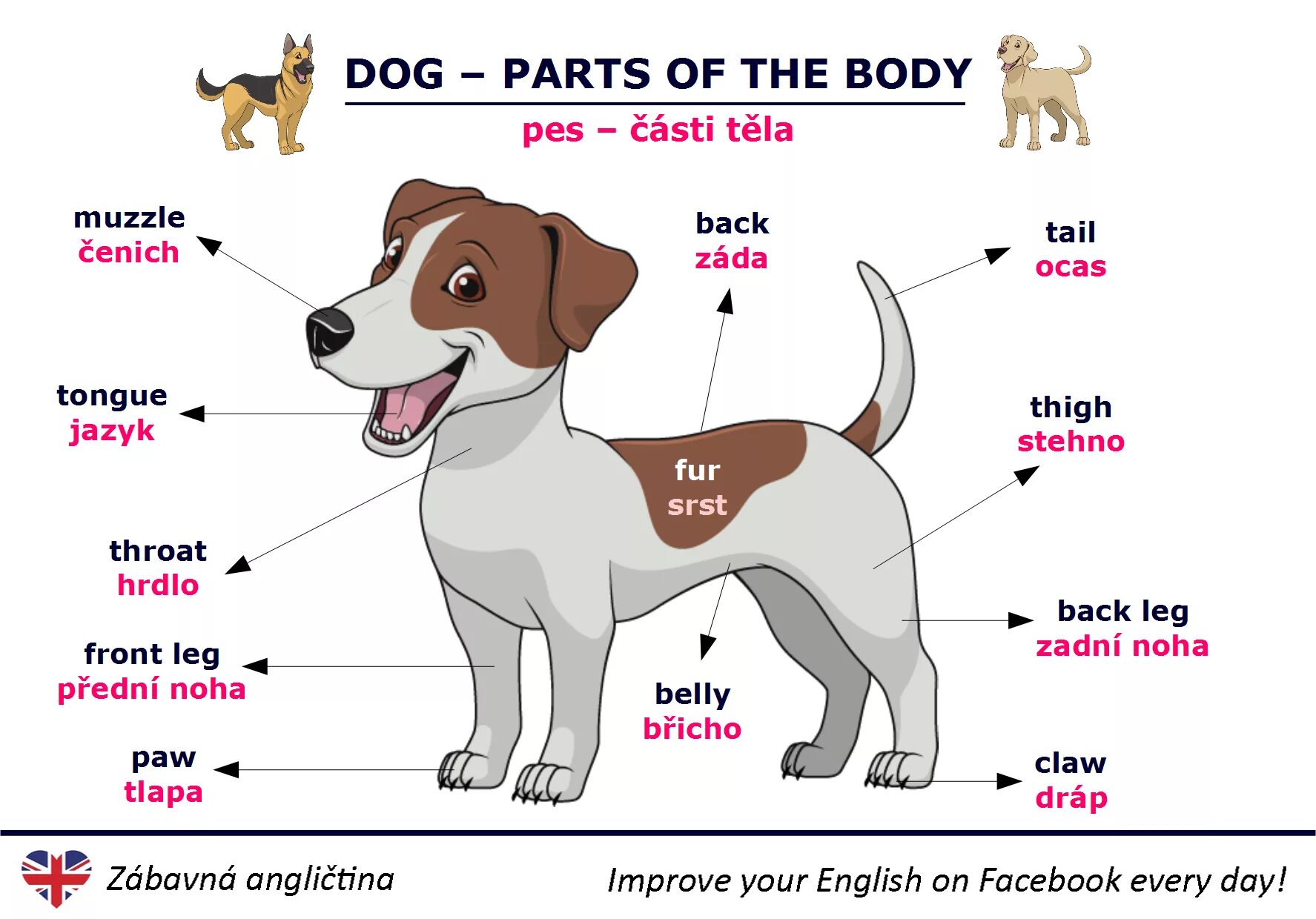 Части тела животных Worksheets. Части тела животные английский 3 класс. Animal body Parts. Части тела животных на английском Worksheets.