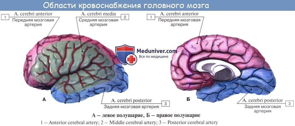 Сма мозга. Кровоснабжения лобной доли головного мозга. Источник кровоснабжения передних отделов головного мозга. Кровоснабжение затылочной доли головного. Кровоснабжение средней мозговой артерии.