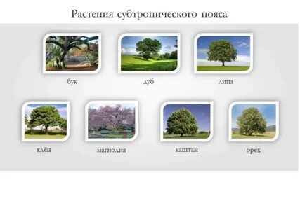 Растения субтропического пояса