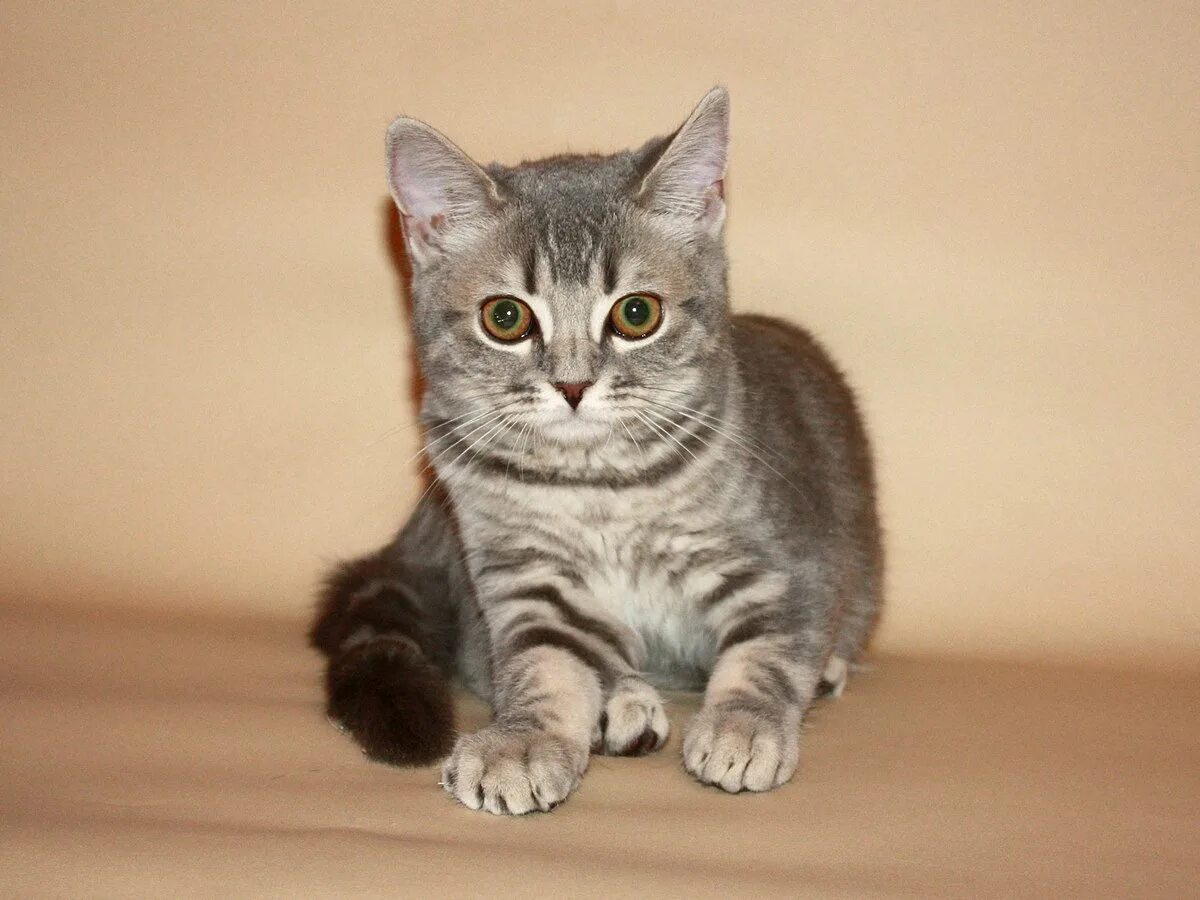 Шотландская прямоухая кошка. Шотландские котята скоттиш страйт. шотландская страйт прямоухая. шотландская скоттиш страйт кошка. шотландская короткошерстная страйт.