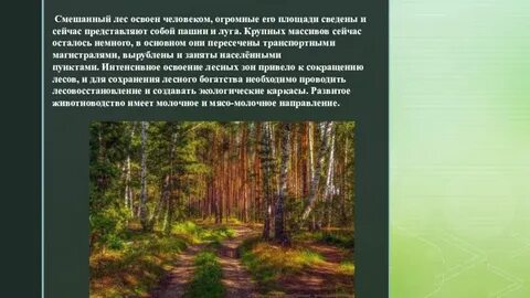 Человек смешанные леса