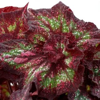 The revenge of begonia
