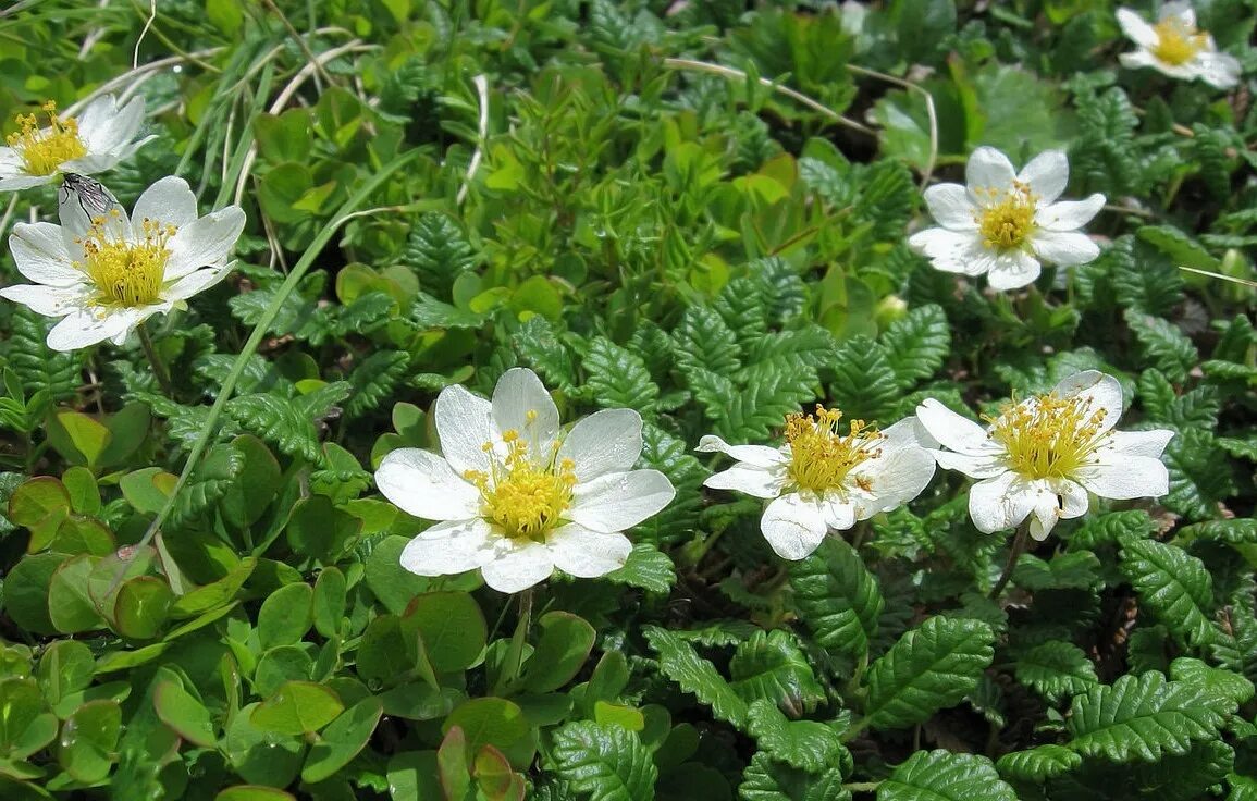 Дриада цветок. Дриада куропаточья трава. дриада восьмилепестковая dryas octopetala. дриада растение тундры. дриада точечная (dryas punctata).