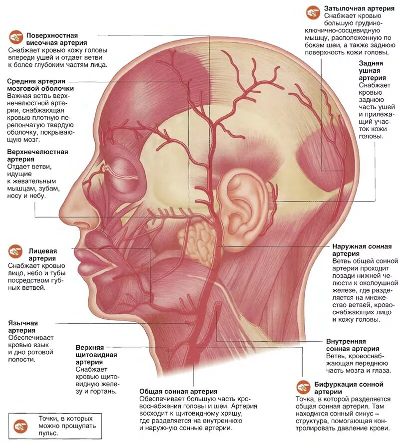Жевательные мышцы головы таблица. Поверхностная височная вена. Кровоснабжение и иннервация жевательных мышц. Прикрепление жевательных мышц таблица. Кровоснабжение жевательных мышц.