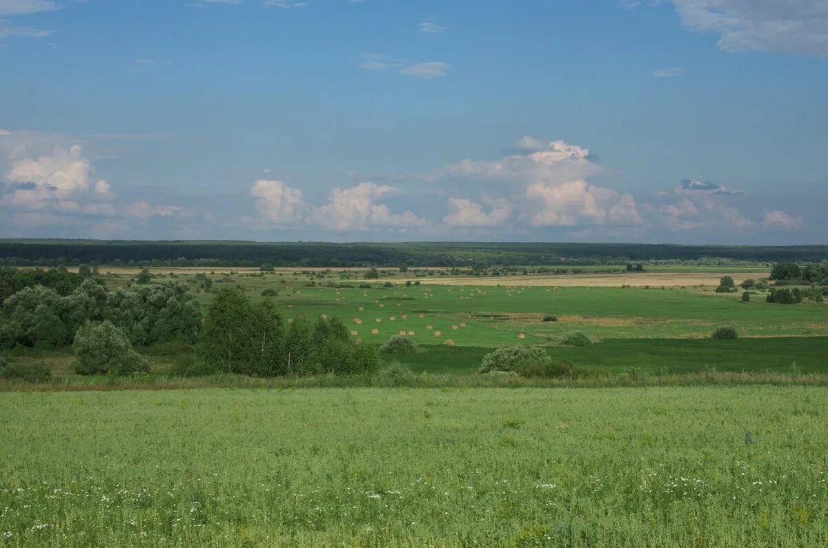 Степи и лесостепи расположены. Лесостепи,луга орловщины. степи и лесостепи. ландшафт лесостепи. внешний облик лесостепи.