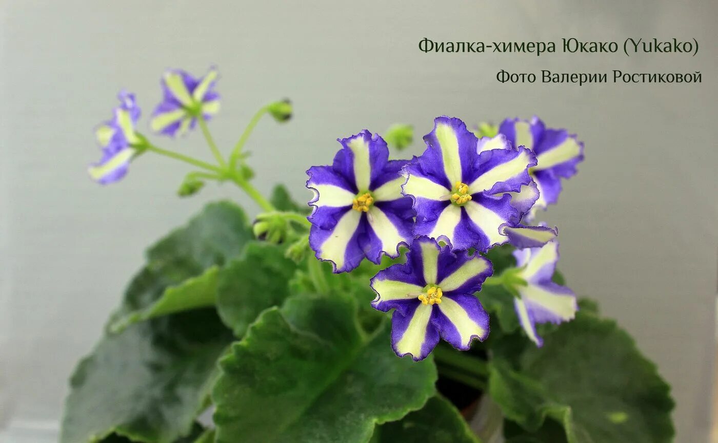 Фиалки сенполия химера. Фиалка химера описание. Фиалка мехико химера. Фиалка humako monique. Фиалка химера описание.