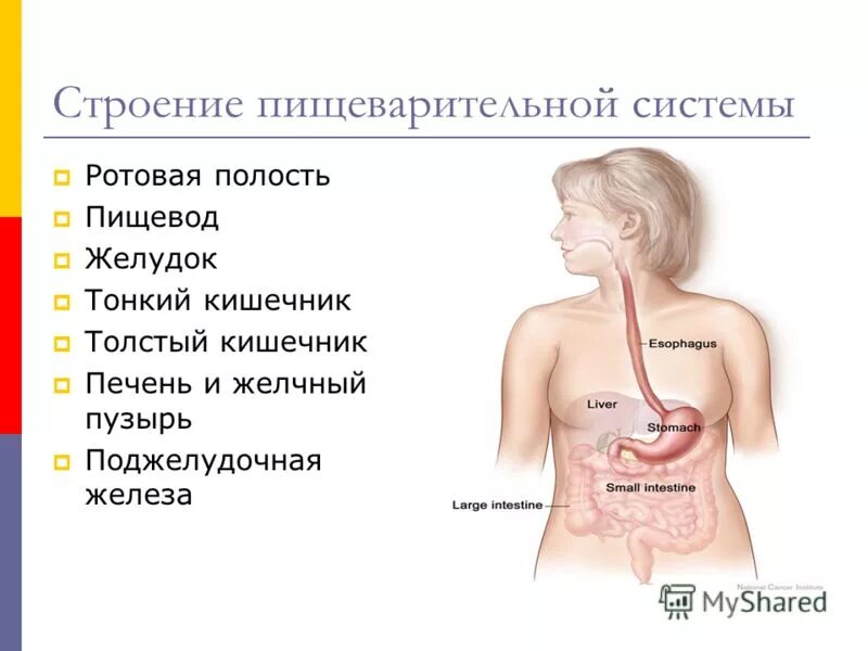 Болит пищевод в грудной. Заболевания пищеварения.