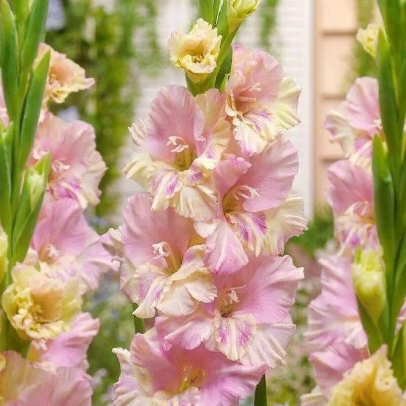 Г гладиолусы. Гладиолус роуз лагуна. Гладиолус сишор. Гладиолус бельведер. Абиссинский гладиолус.