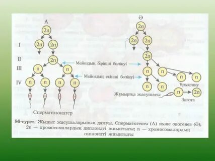Установите соответствие между признаком гаметогенеза